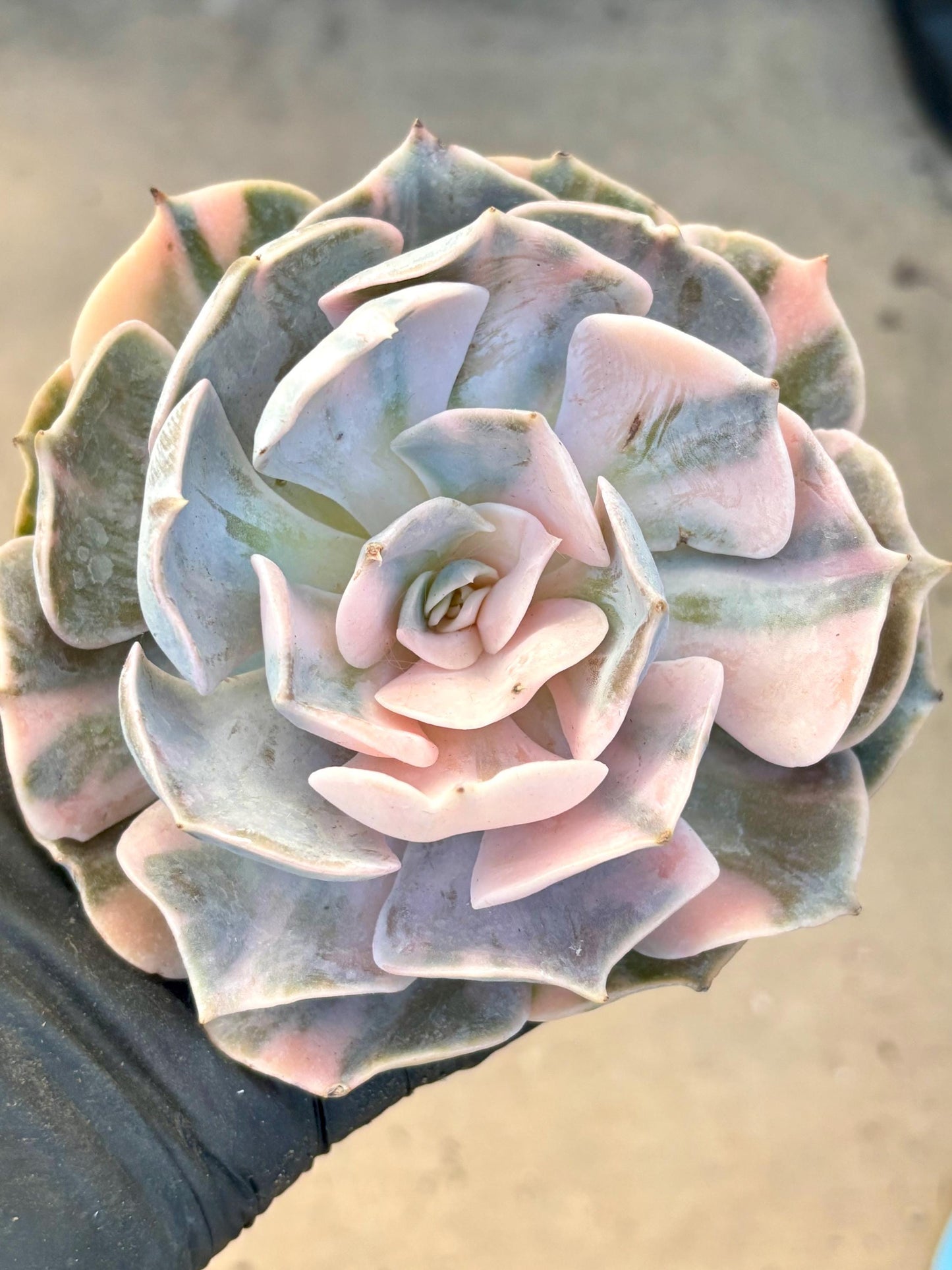 Echeveria Pollux Variegated | Live Succulent Plant | Korean Succulent | Rare Imported Echeveria | Imported Plants