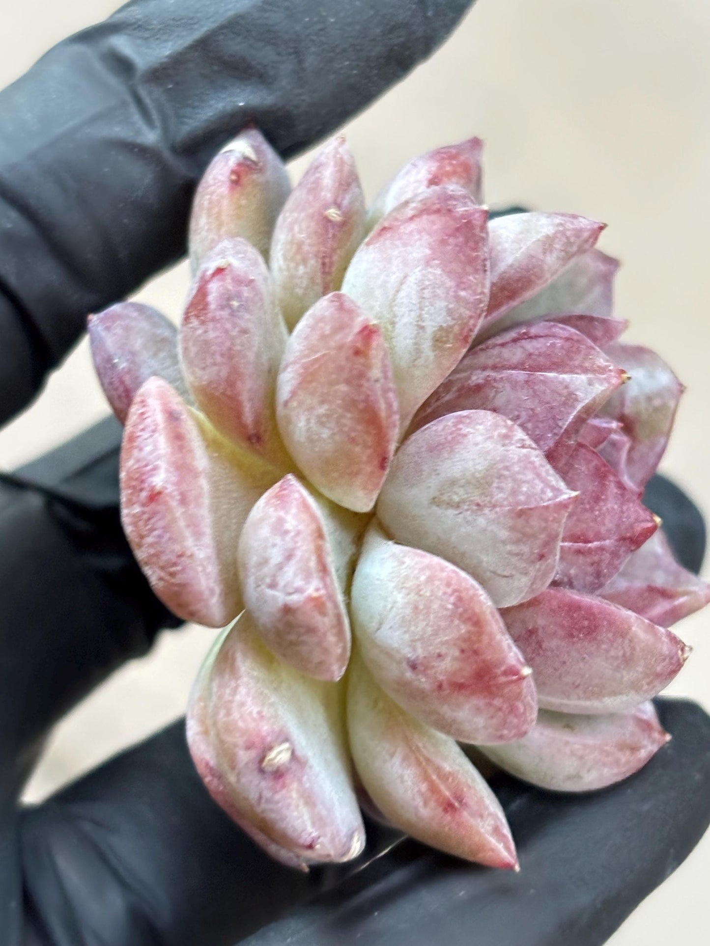 Echeveria Thea | Live Succulent Plant | Korean Succulent | Rare Imported Echeveria | Imported Plants