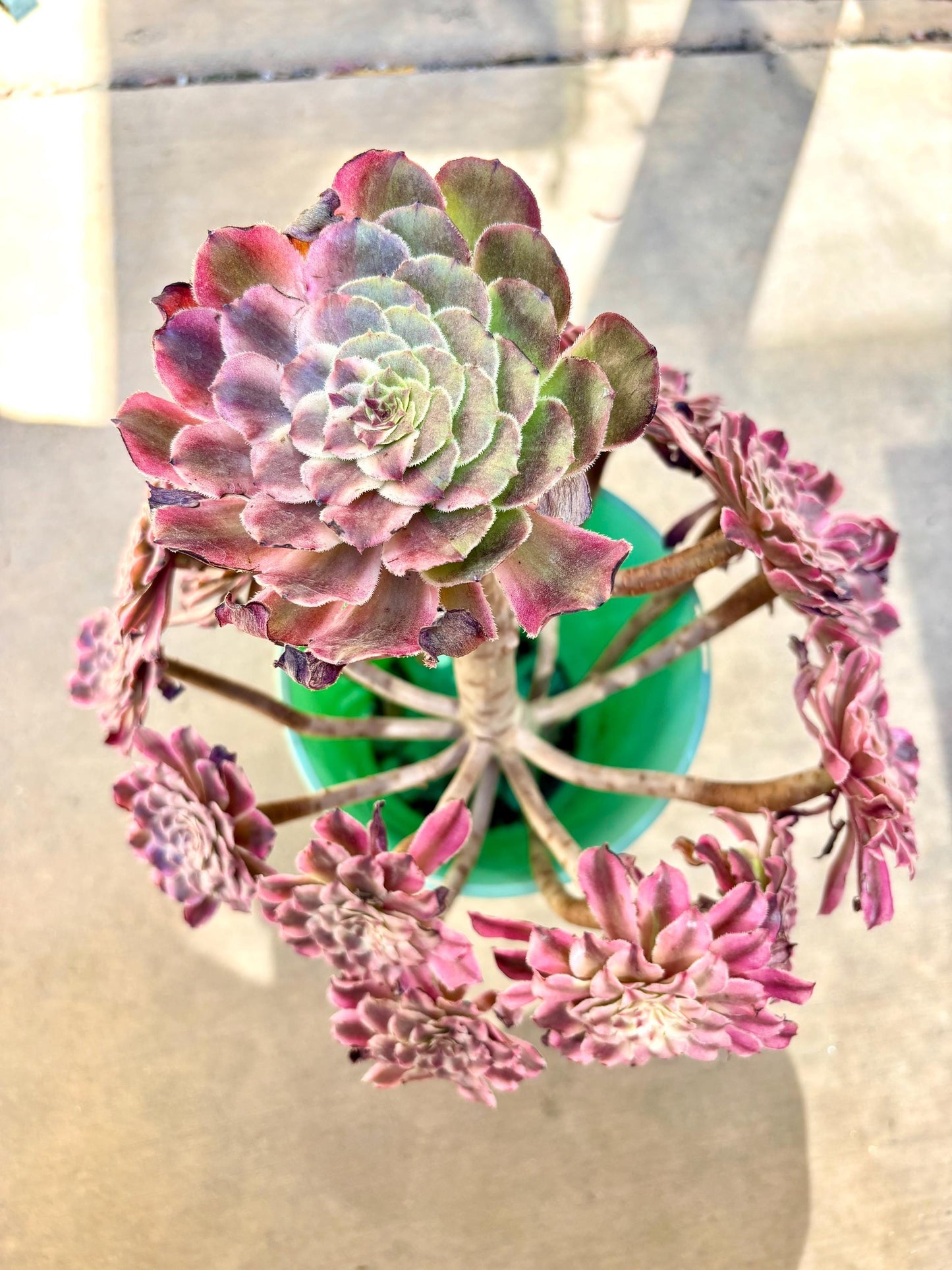 Aeonium Colored Glaze Variegated | Live Succulent Plant | Korean Succulent | Rare Imported Echeveria | Imported Plants