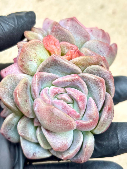Echeveria Purple Dragon King | Live Succulent Plant | Korean Succulent | Rare Imported Echeveria | Imported Plants
