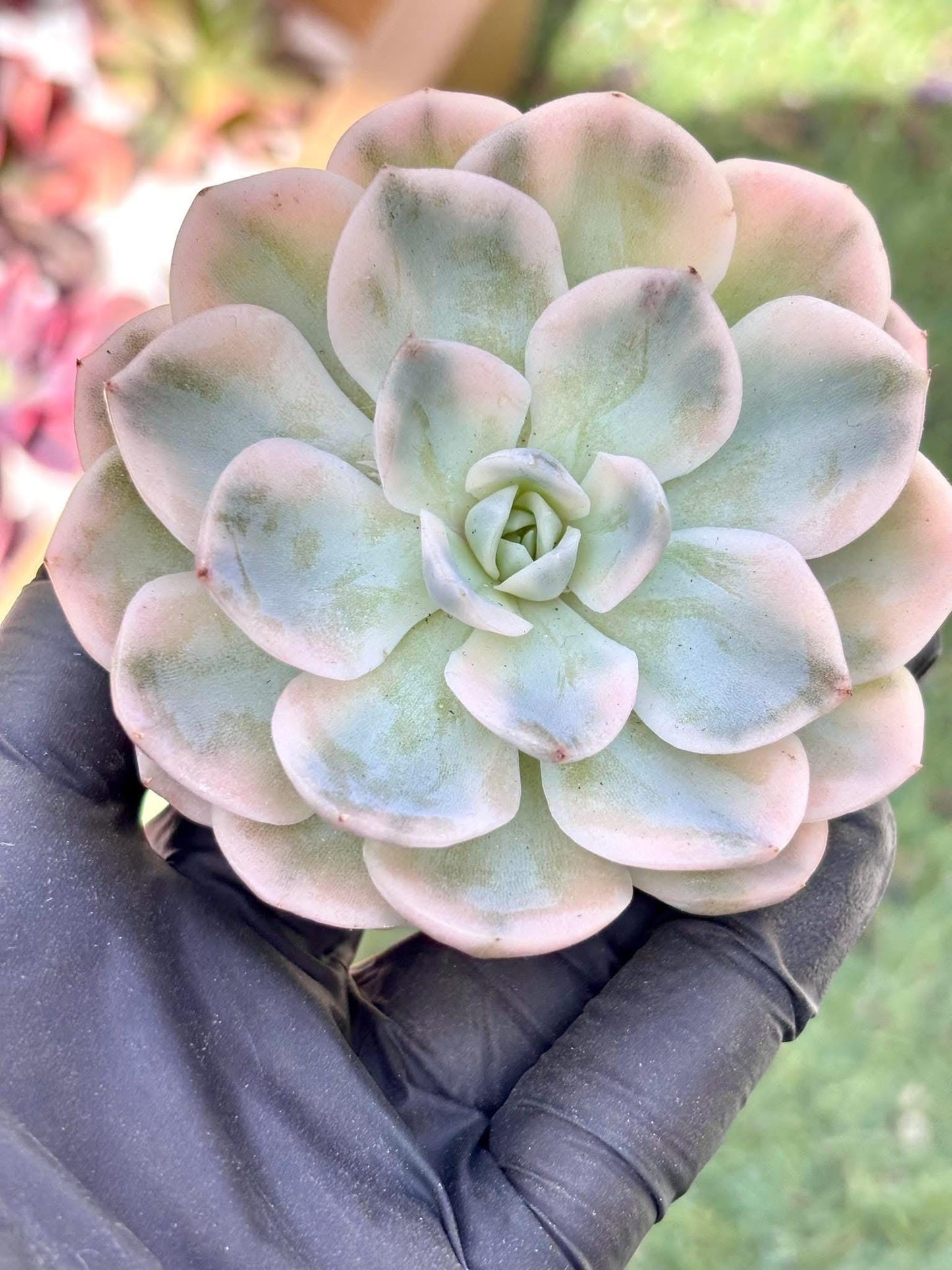 Echeveria Snowball Variegated | Live Succulent Plant | Korean Succulent | Rare Imported Echeveria | Imported Plants