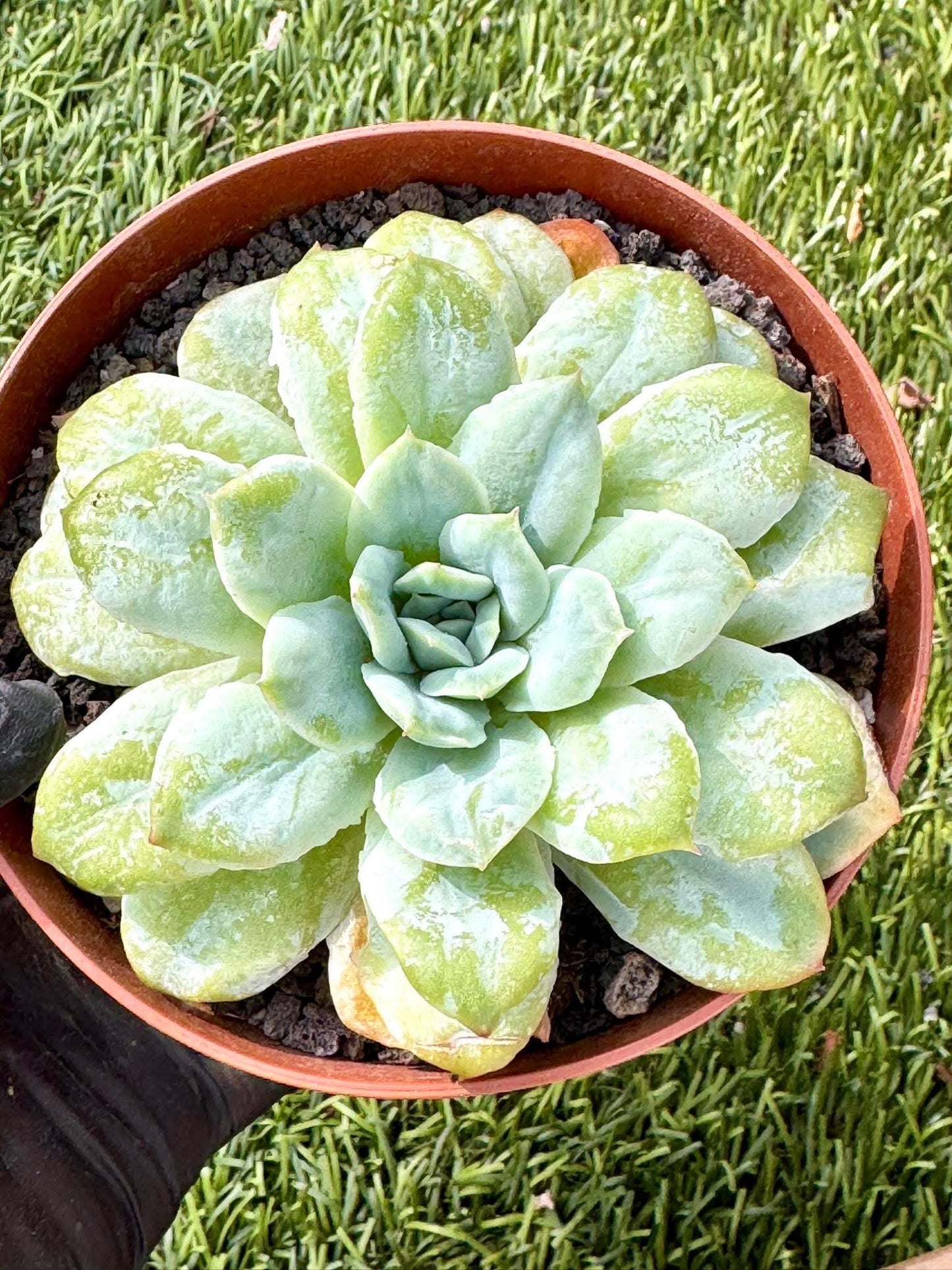 Echeveria Seersucker | Live Succulent Plant | Korean Succulent | Variegated Echeveria | Imported Plants