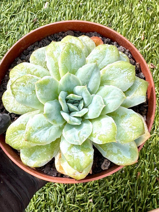 Echeveria Seersucker | Live Succulent Plant | Korean Succulent | Variegated Echeveria | Imported Plants