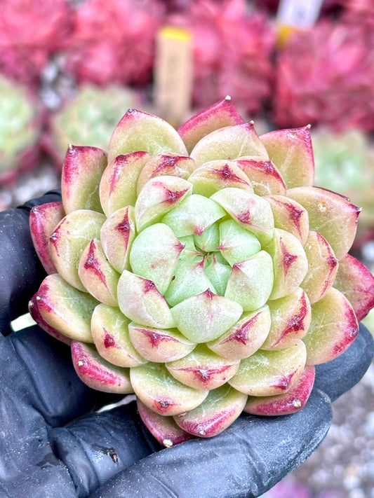 Echeveria Lime Popsicle | Live Succulent Plant | Imported Plants | Imported Echeveria