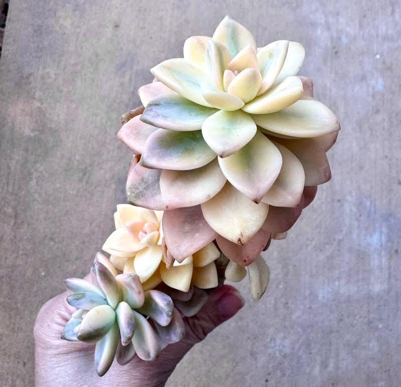 Echeveria Light Snow Variegated | Rare Imported Succulent | Collector’s Succulent
