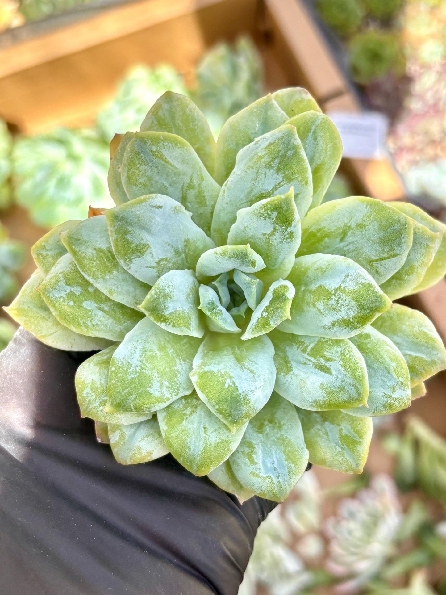 Echeveria Seersucker | Live Succulent Plant | Korean Succulent | Rare Imported Echeveria | Imported Plants