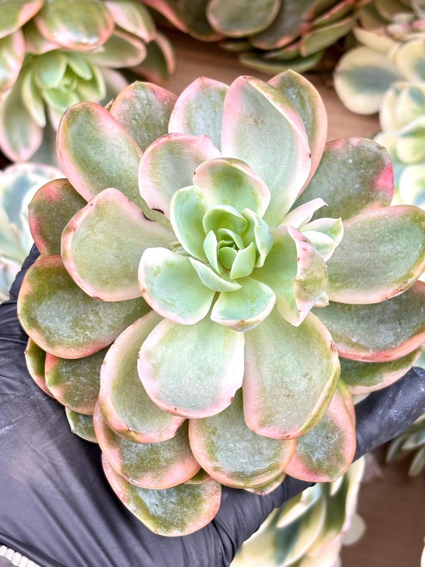 Echeveria Pansy Variegated | Live Succulent Plant | Korean Succulent | Variegated Echeveria | Imported Plants | Echeveria Cluster