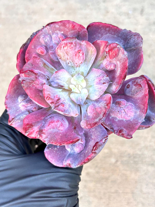 Echeveria Beyonce Variegated | Live Succulent Plant | Echeveria Cluster | Rare Imported Echeveria | Imported Plants