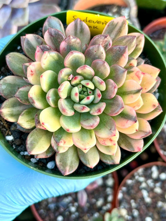 Sedeveria Pink Ruby Variegated | Live Succulent Plant | Korean Succulent | Rare Imported Echeveria | Imported Plants