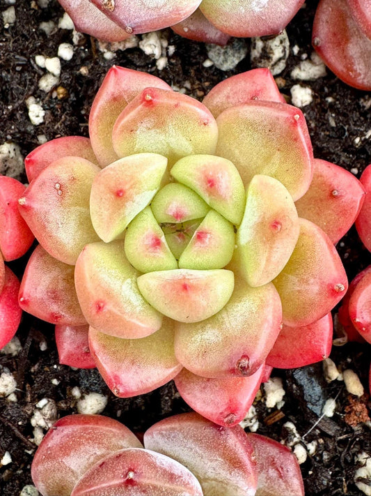 Echeveria Ice Green Candy | Live Succulent Plant | Korean Succulent | Variegated Echeveria | Imported Plants