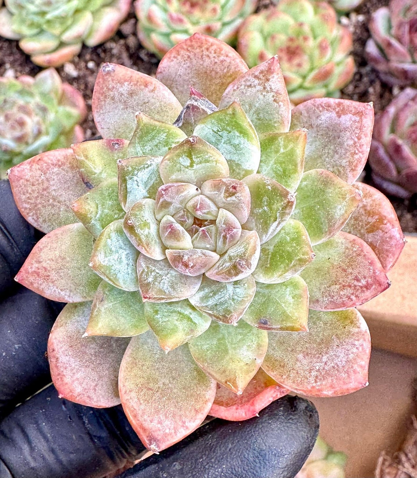 Echeveria Sugar Heart | Live Succulent Plant | Korean Succulent | Variegated Pachyveria | Imported Plants | Echeveria Clusters