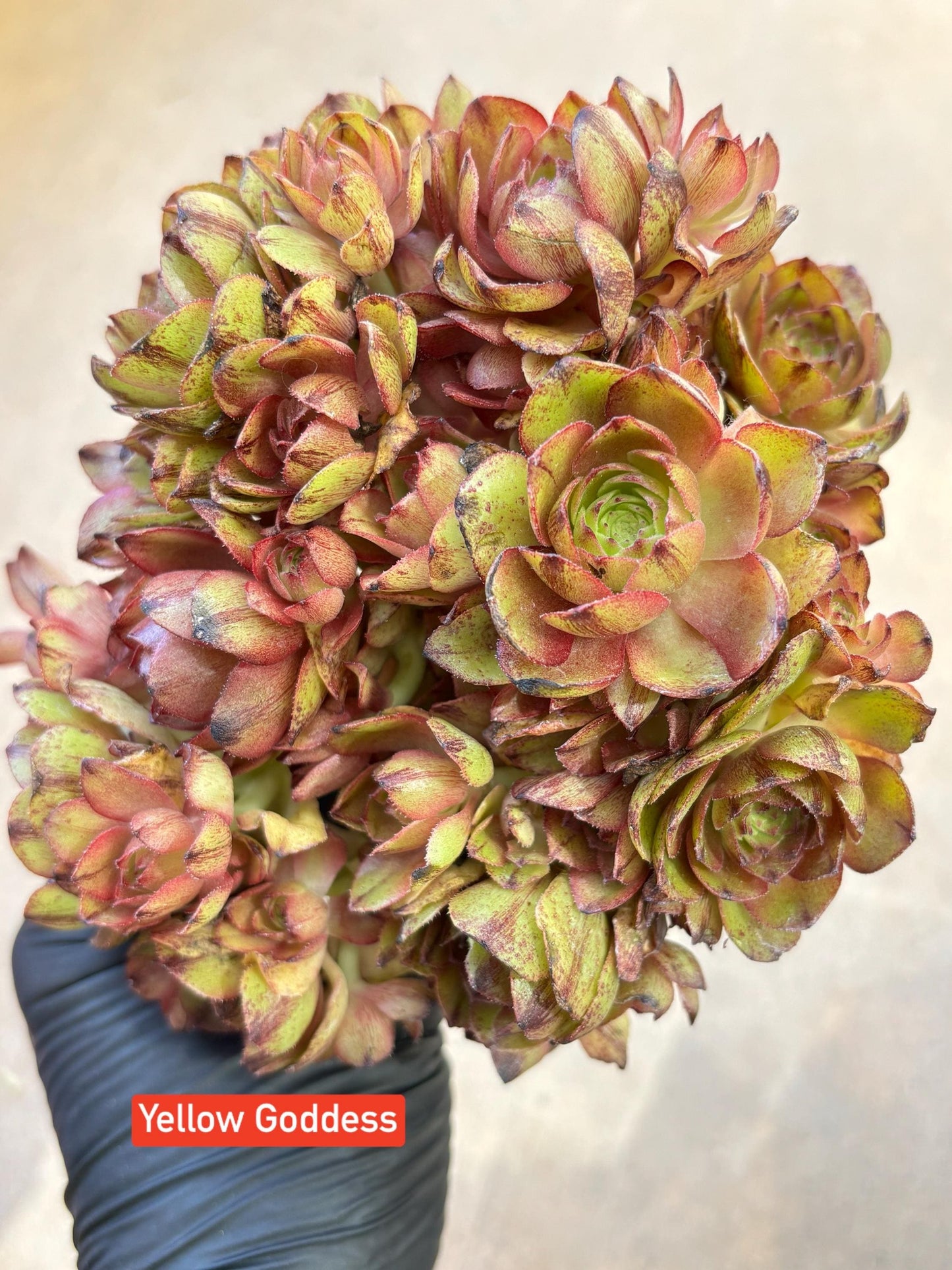 Aeonium Yellow Goddess Variegated Lollipop | Live Succulent Plant | Korean Succulent | Rare Imported Aeonium | Imported Plants