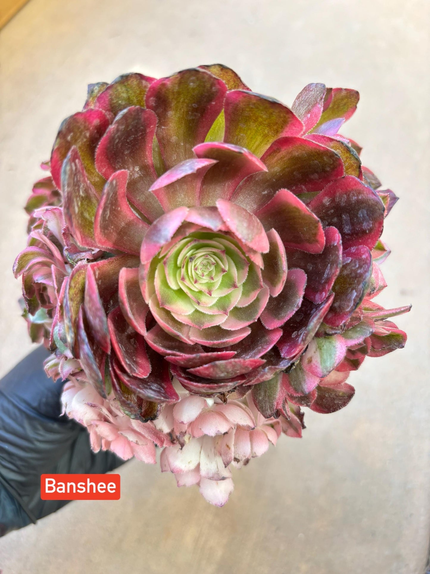 Aeonium Banshee Variegated Lollipop | Live Succulent Plant | Korean Succulent | Rare Imported Aeonium | Imported Plants