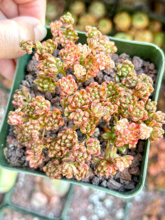 Aeonium Sedifolium Variegated | Live Succulent Plant | Korean Succulent | Rare Imported Echeveria | Imported Plants