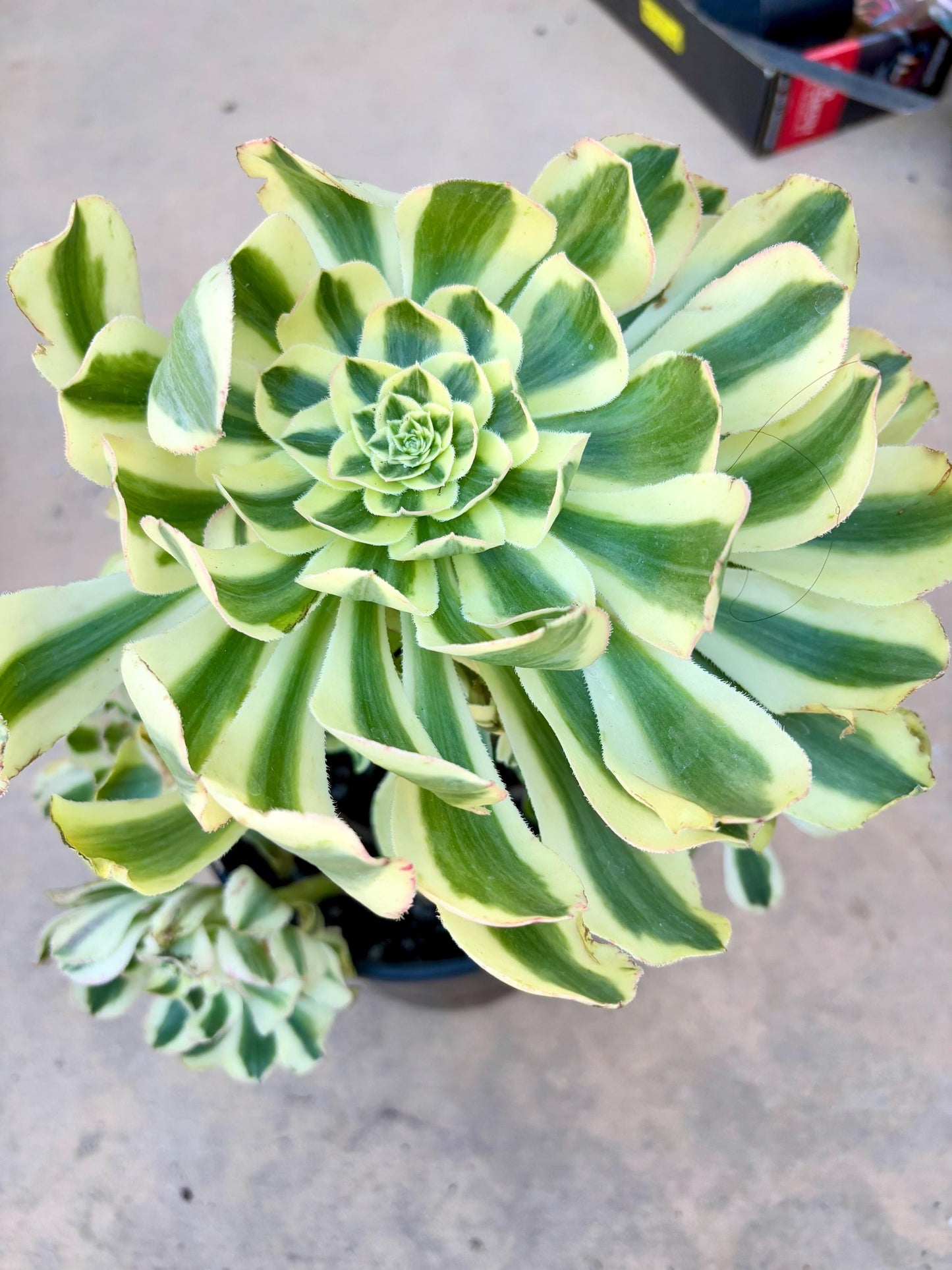 Aeonium Porsche variegated | 10” width | Live Succulent Plant | Korean Succulent | Variegated aeonium | Imported Plants |