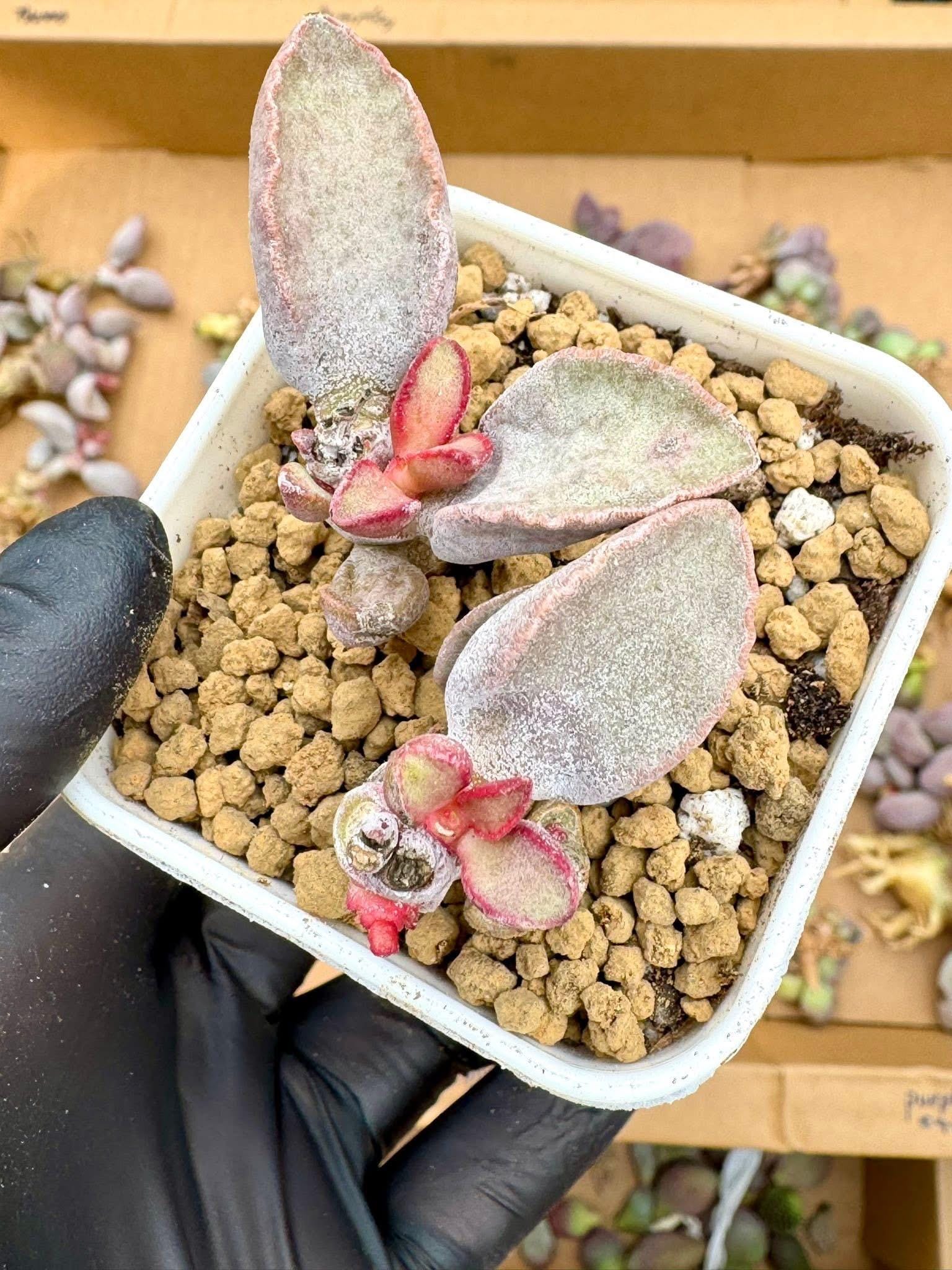 the rarest succulent Adromischus Taurus | Live Succulent Plant
