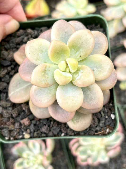 Echeveria Luo Shen Variegated | 4” pot | Live Succulent Plant | Korean Succulent | Variegated Pachyveria | Imported Plants