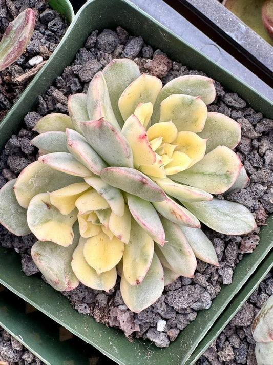 Echeveria Bana Variegated | Rare Imported Succulent | Collector’s Succulent
