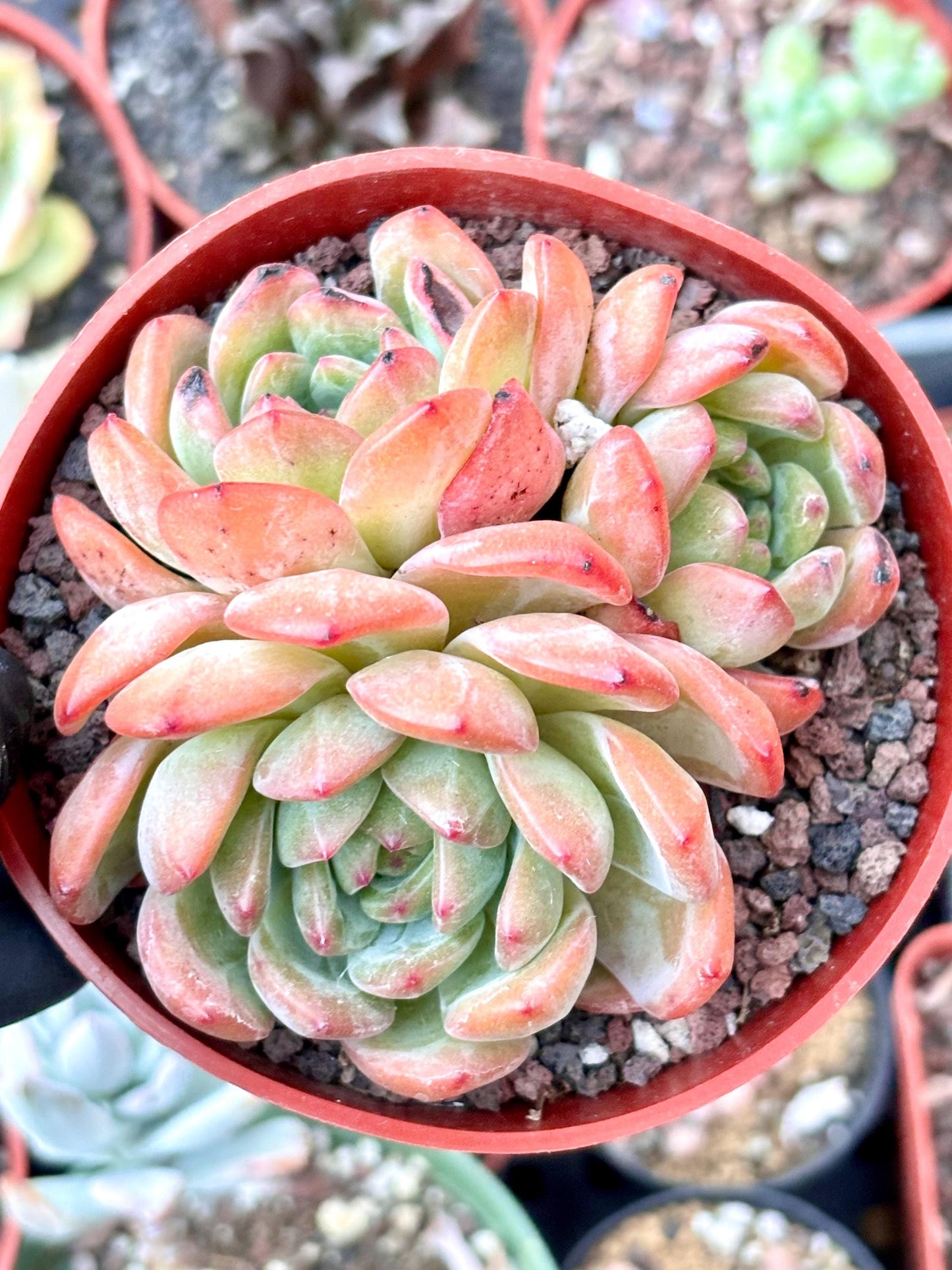 Echeveria Celebrity | Live Succulent Plant | Korean Succulent | Rare Imported Echeveria | Imported Plants