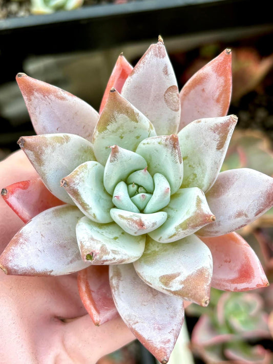 Echeveria Pink Glam | 4” pot | Live Succulent Plant | Korean Succulent | Variegated Pachyveria | Imported Plants