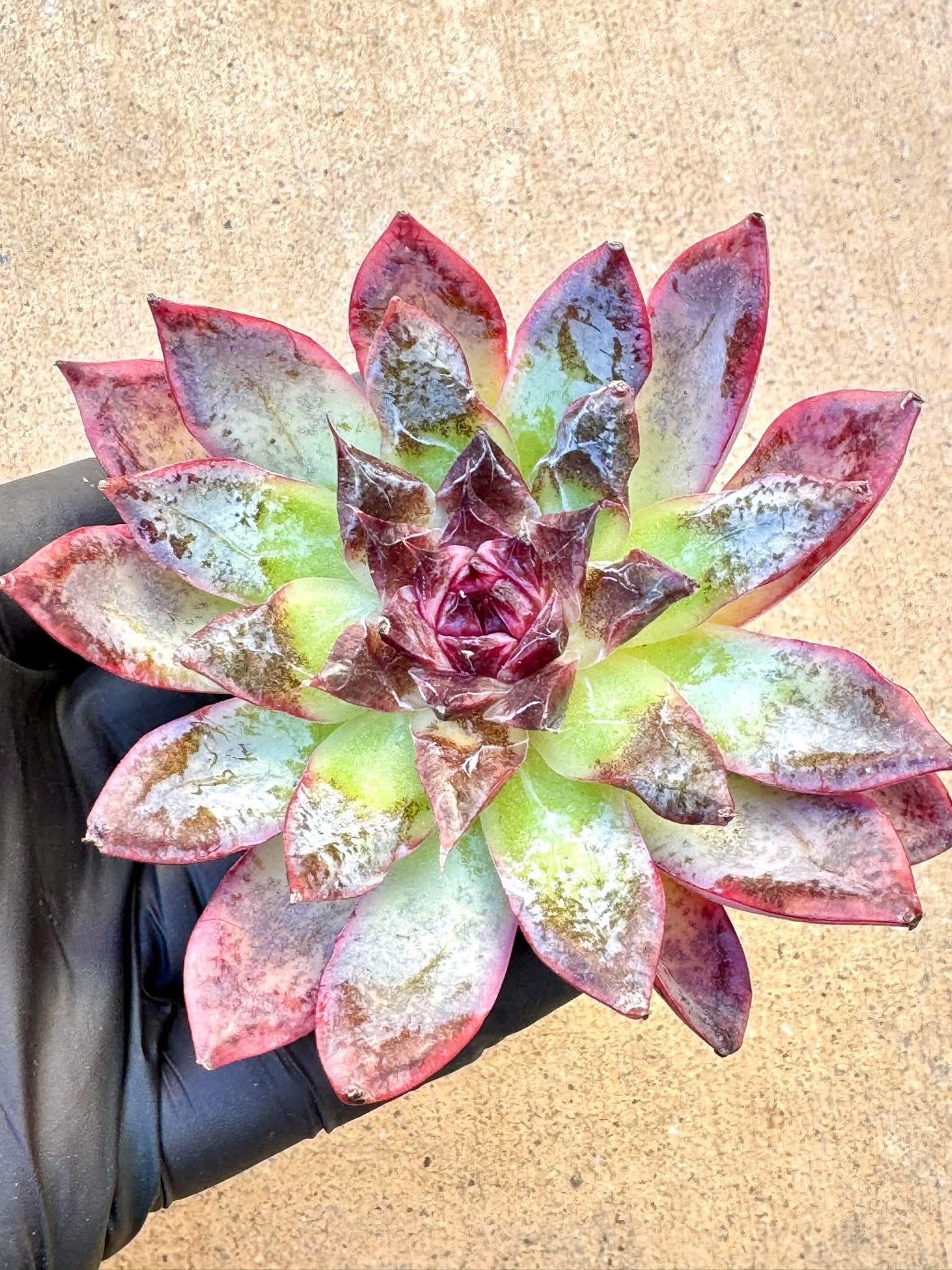 Echeveria Secret Thought | Live Succulent Plant | Korean Succulent | Rare Imported Echeveria | Imported Plants