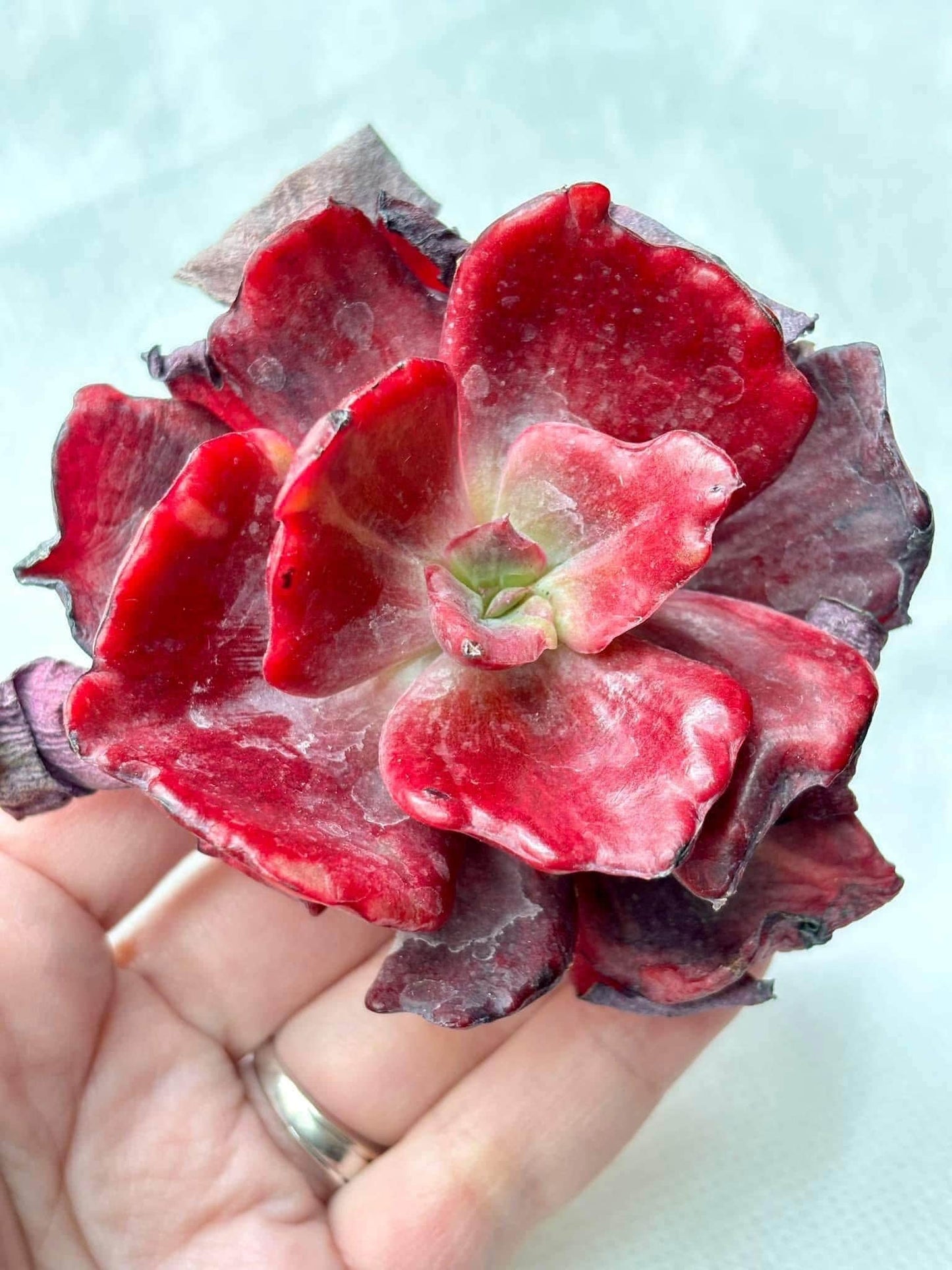 Echeveria Diamond Variegated | Live Succulent Plant | Imported Plants | Imported Echeveria
