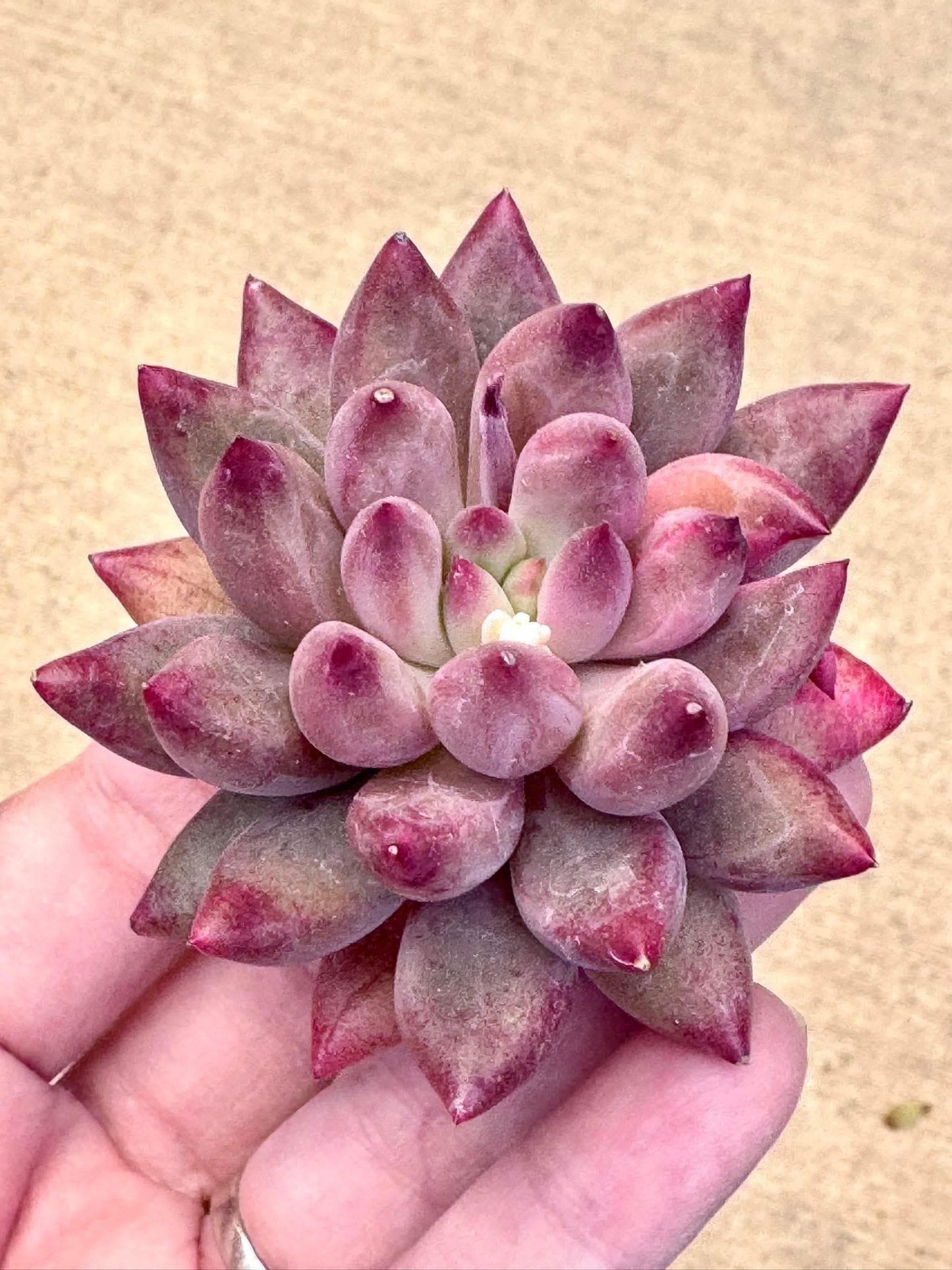 Echeveria Goldfish Hime | Rare Imported Succulent | Collector’s Succulent
