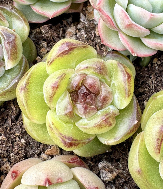 Echeveria Ghost Princess | Rare Imported Succulent | Collector’s Succulent