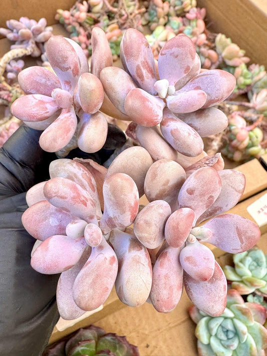 Pachyphytum Peach Egg | Live Succulent Plant | Korean Succulent | Rare Imported Echeveria | Imported Plants