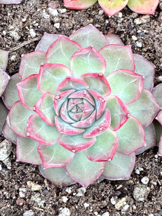 Echeveria Virgo | Live Succulent Plant | Korean Succulent | Variegated Pachyveria | Imported Plants