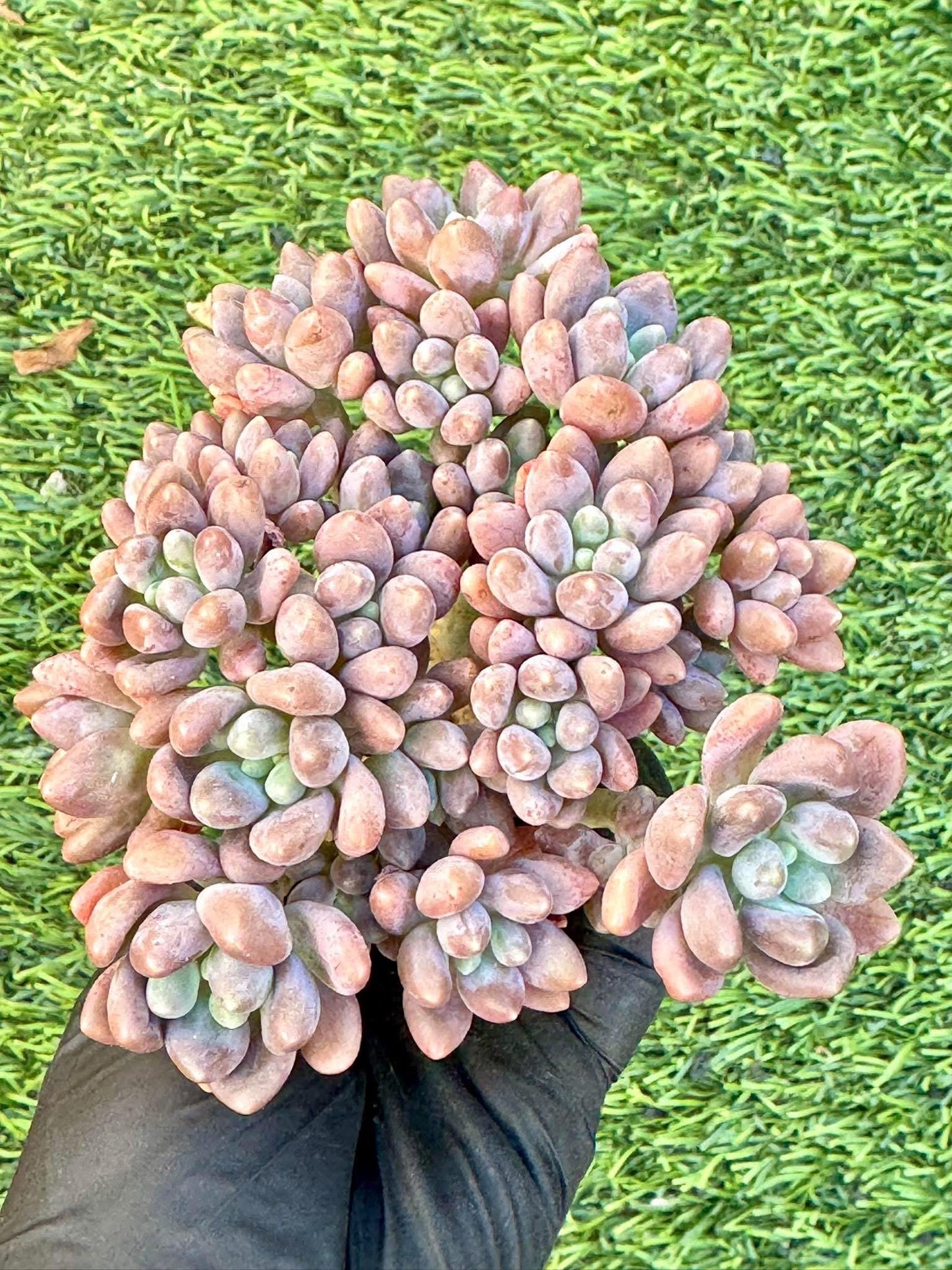 Pachyphytum Star Dew | Live Succulent Plant | Korean Succulent | Rare Imported Echeveria | Imported Plants