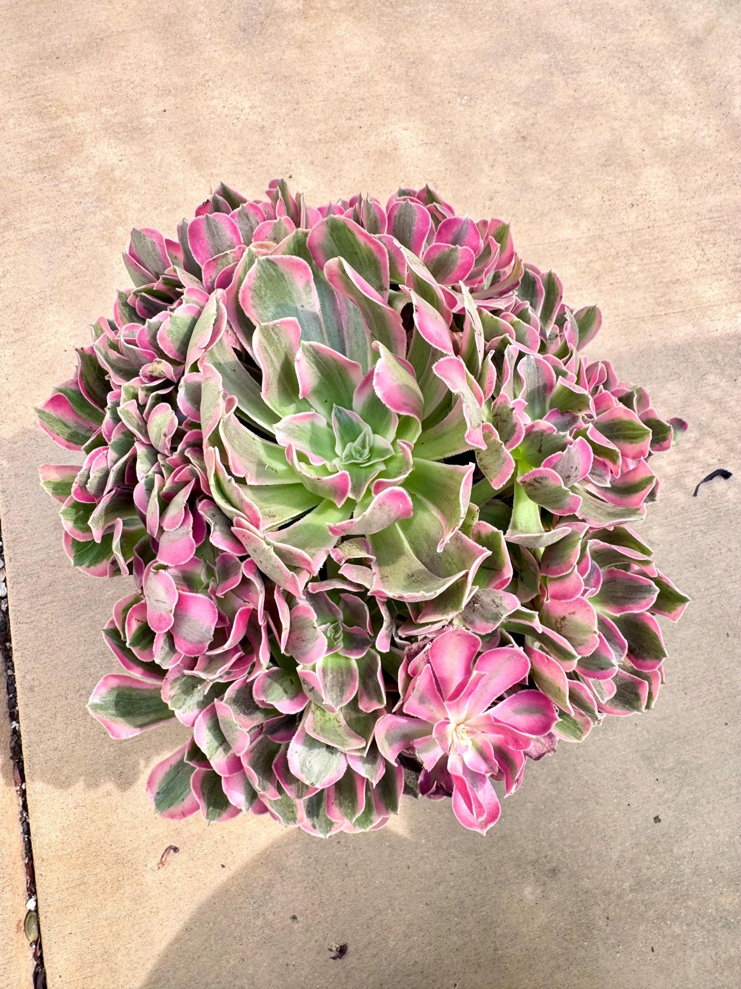 Aeonium Pink Lady Variegated | Live Succulent Plant | Korean Succulent | Rare Imported Echeveria | Imported Plants