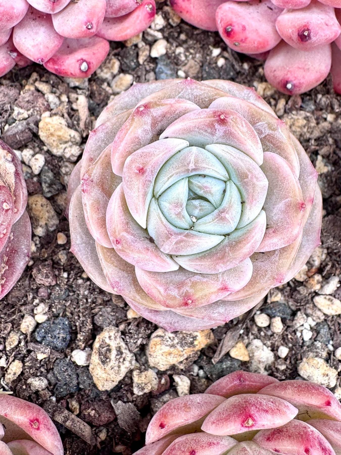 Echeveria Josephine | Rare Imported Succulent | Collector Succulent