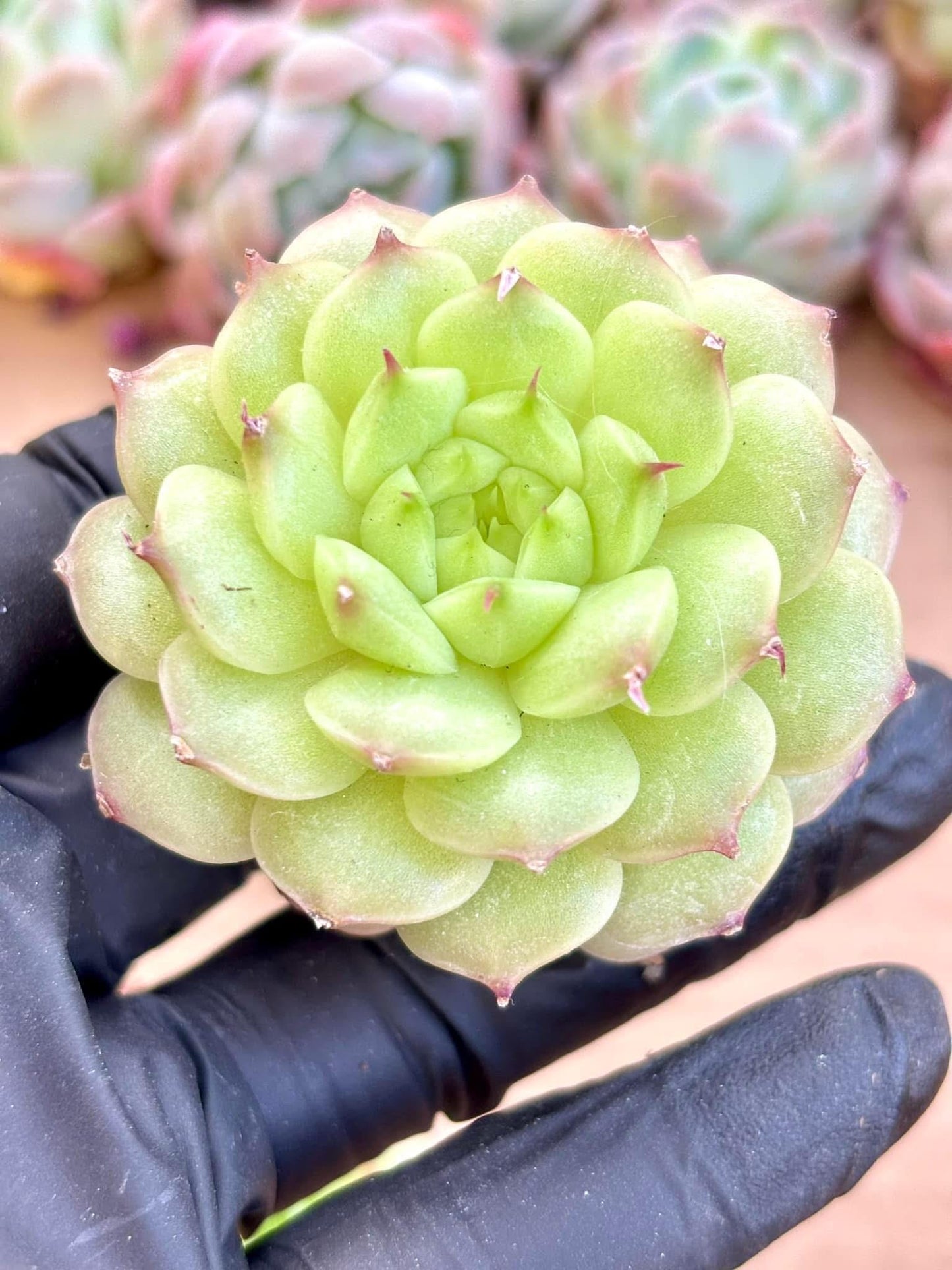 Echeveria Pinecone Jenny | Live Succulent Plant | Imported Plants | Imported Echeveria
