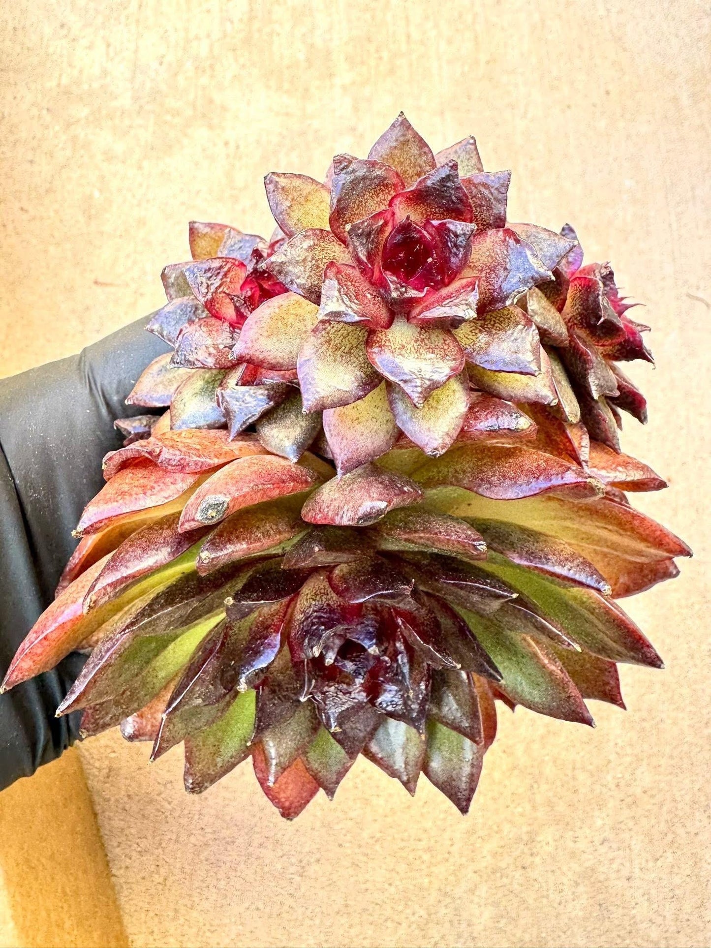 Echeveria Mysterious Emperor | Live Succulent Plant | Imported Succulent | Variegated Echeveria | Imported Echeveria