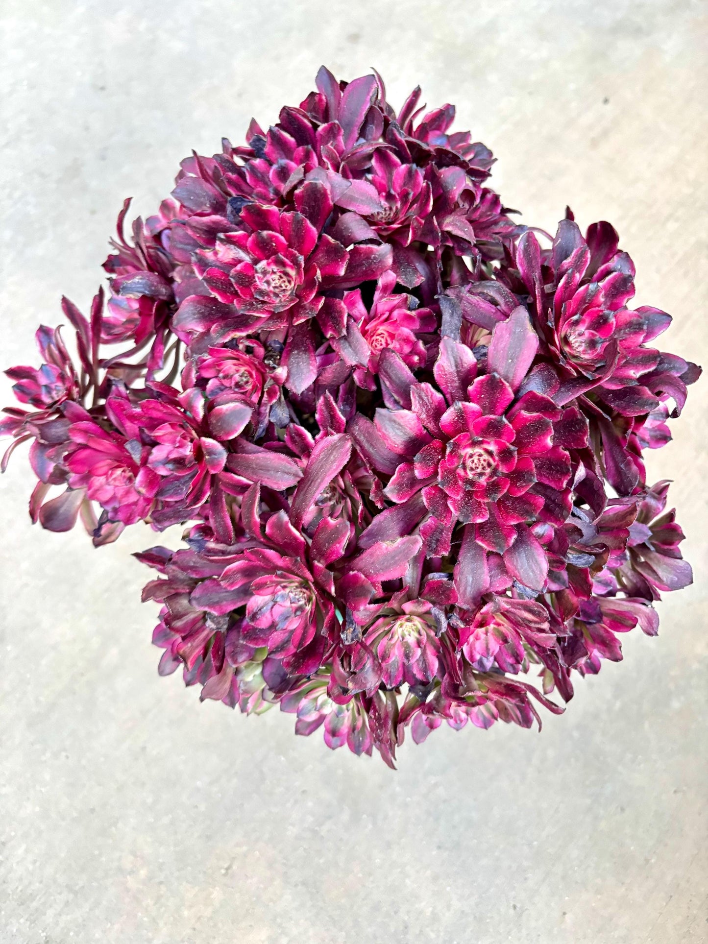 Aeonium Meiya Variegated | Live Succulent Plant | Korean Succulent | Variegated Echeveria | Imported Plants