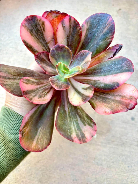 Echeveria Primadonna Variegated | Live Succulent Plant | Korean Succulent | Rare Imported Echeveria | Imported Plants