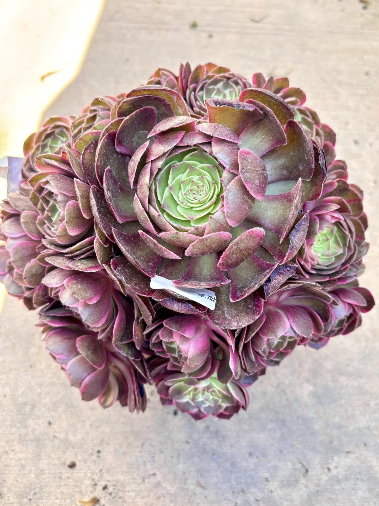 Aeonium Night Banquet Variegated | Live Succulent Plant | Rare Imported Aeonium | Imported Plants