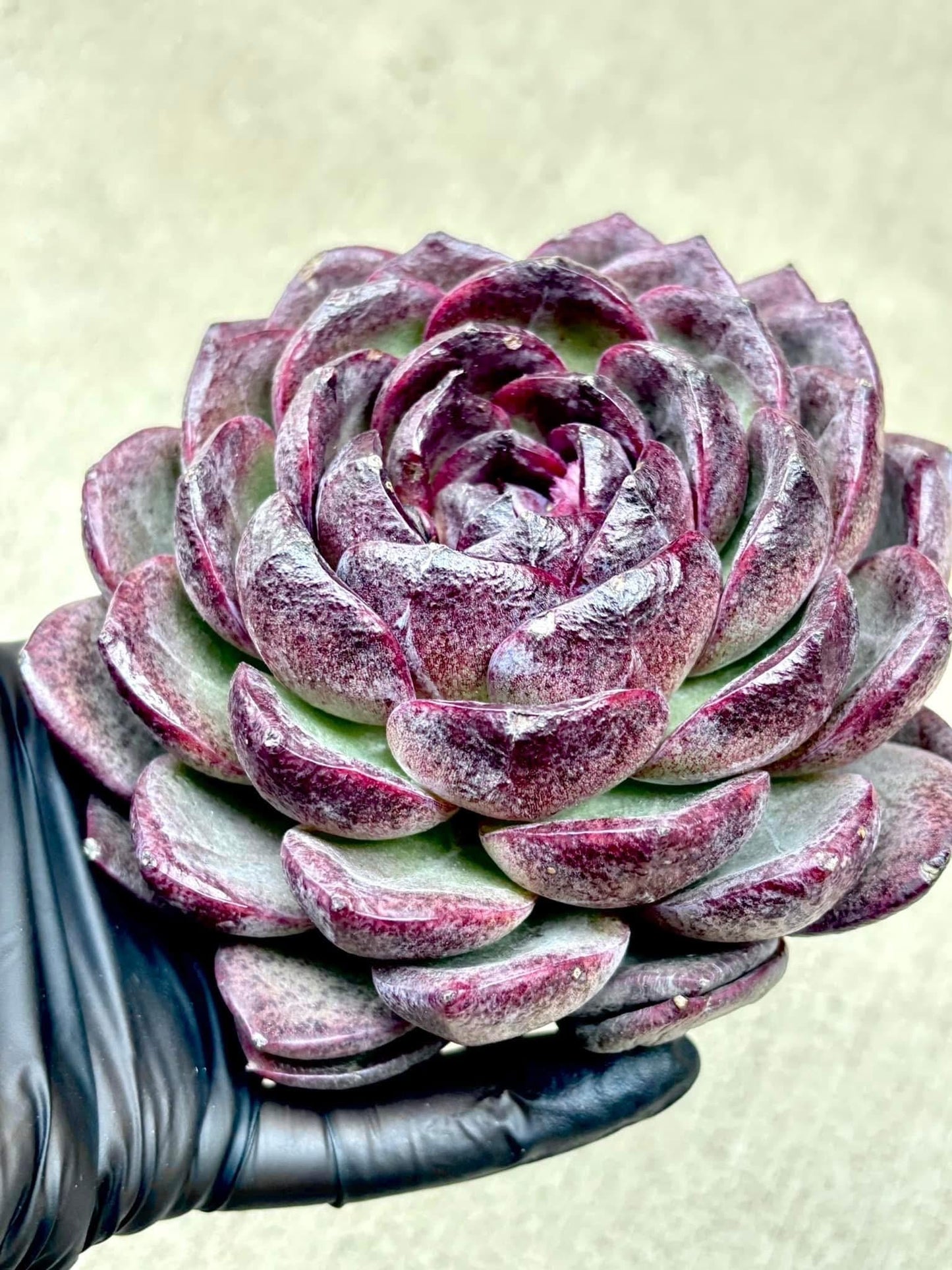 Echeveria Black Warrior | Live Succulent Plant | Korean Succulent | Variegated Pachyveria | Imported Plants