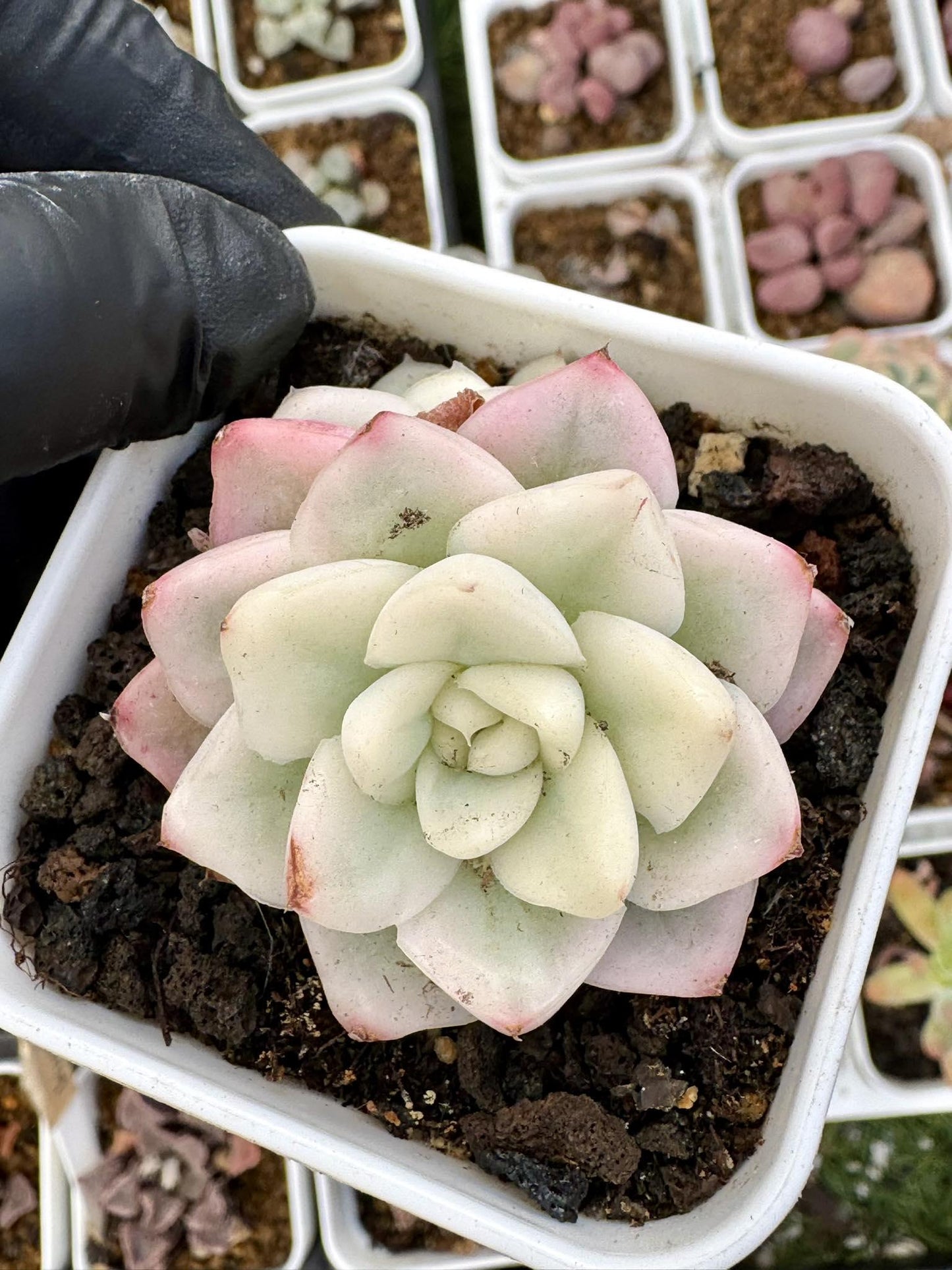 Echeveria Mochi Variegated | Live Succulent Plant | Korean Succulent