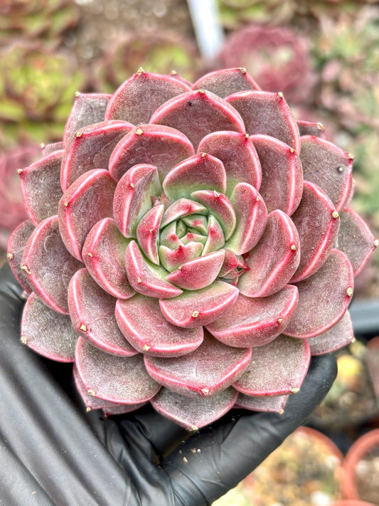 Echeveria Cute Bubble | Live Succulent Plant | Korean Succulent | Rare Imported Echeveria | Imported Plants