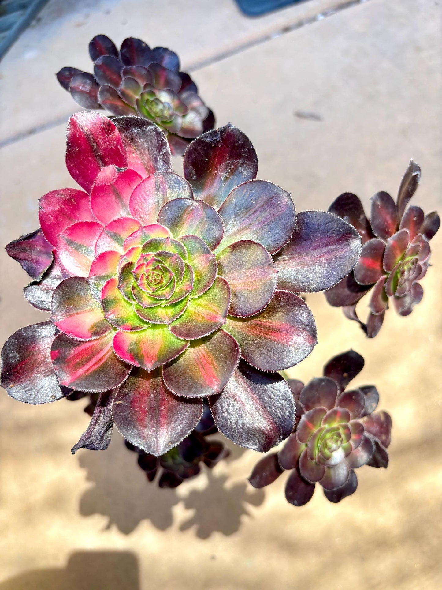 Aeonium Chanel Rainbow Variegated | Live Succulent Plant | Rare Imported Aeonium | Imported Plants