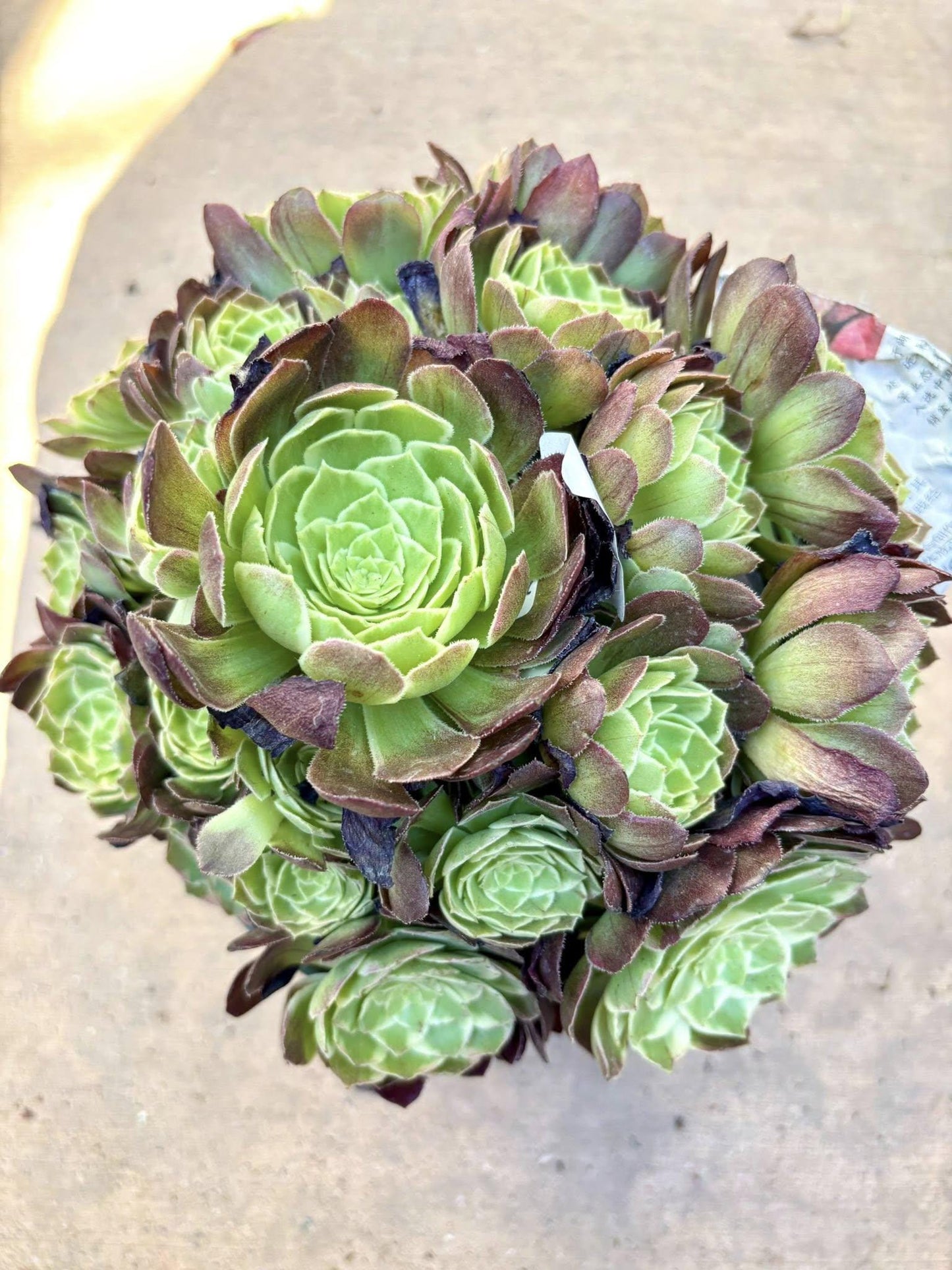 Aeonium Kaleidoscope Variegated | Live Succulent Plant | Rare Imported Aeonium | Imported Plants