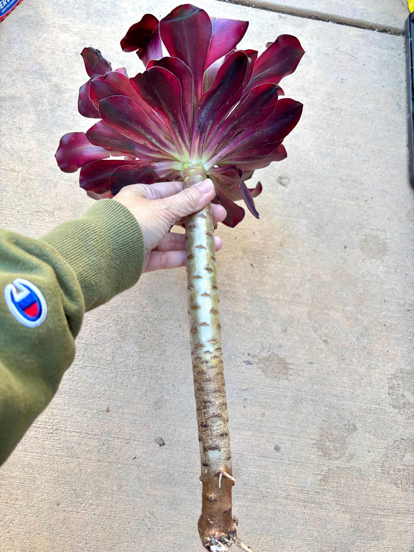 Aeonium Voodoo Variegated | 11” size | Live Succulent Plant | Imported Succulent | Imported Aeonium | Imported Plants