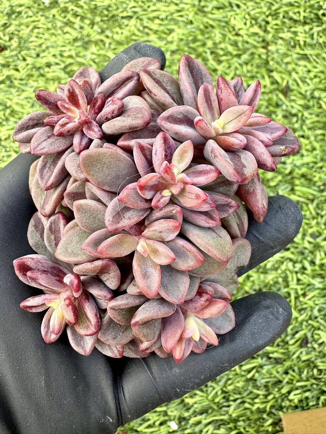 Echeveria Purple Heart Variegated | Live Succulent Plant | Korean Succulent | Rare Imported Echeveria | Imported Plants