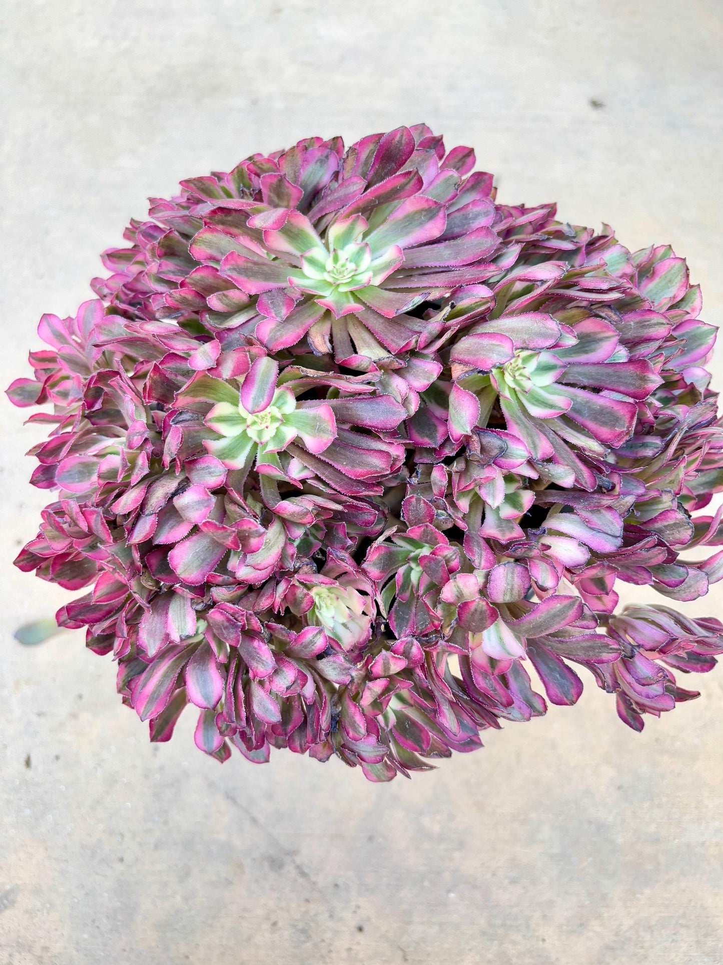 Aeonium Red Bronze Teacup Variegated | Live Succulent Plant | Rare Imported Aeonium | Imported Plants