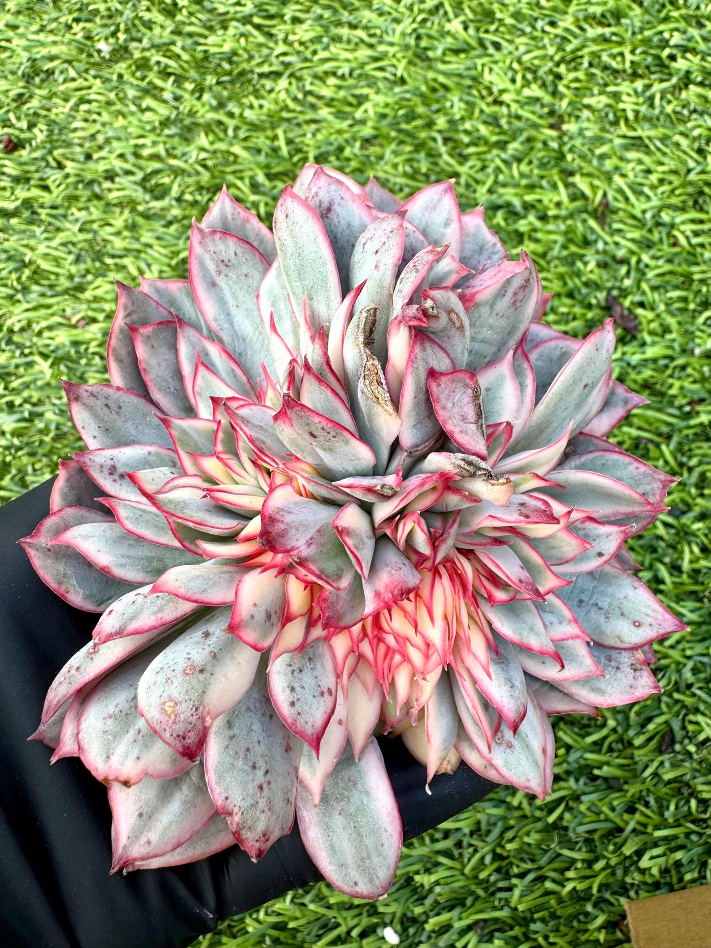 Echeveria Esther Variegated Crested | Live Succulent Plant | Korean Succulent | Variegated Echeveria | Imported Plants