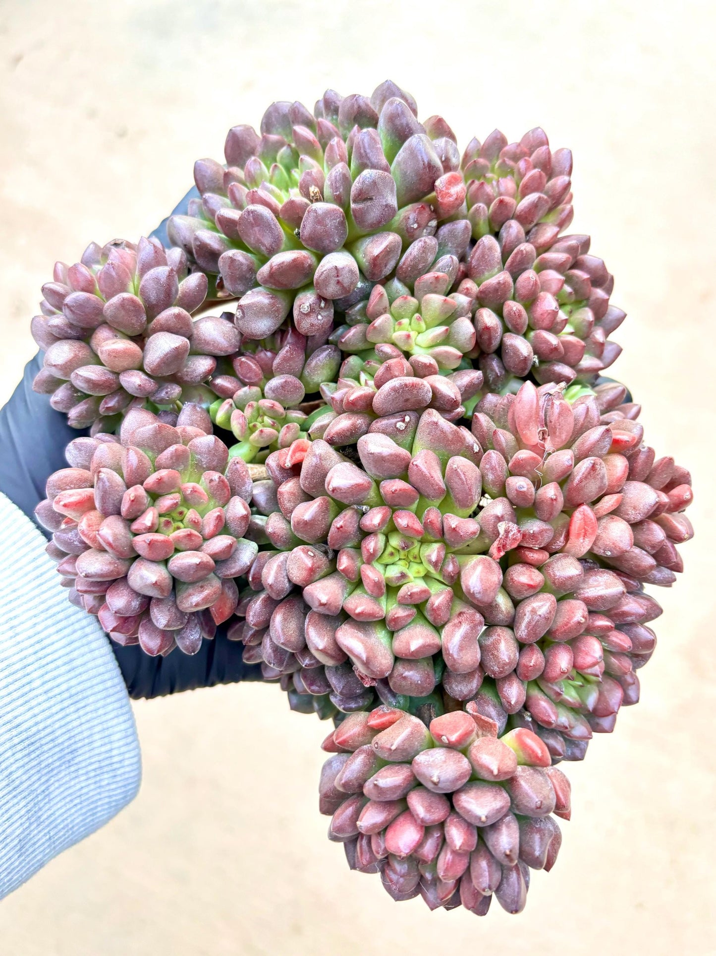 Echeveria Red Pig Nose | 7” pot | Live Succulent Plant | Korean Succulent | Variegated Pachyveria | Imported Plants