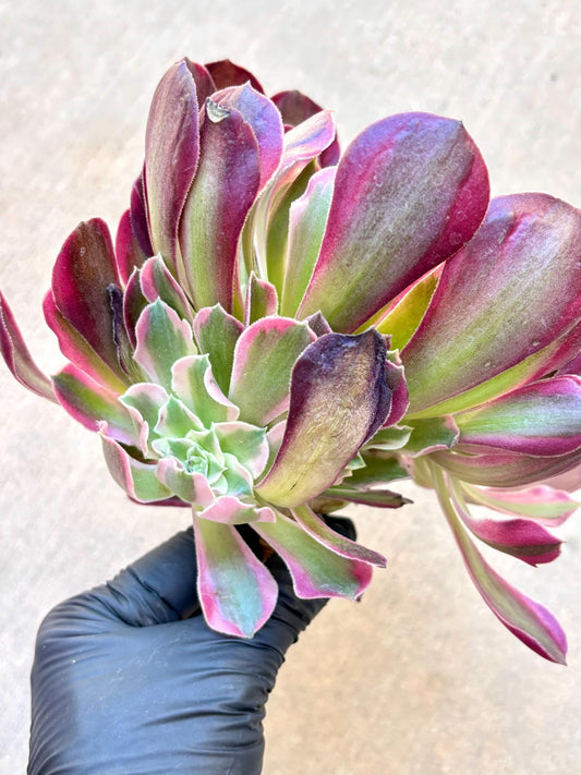 Aeonium Night Luosha Variegated | Live Succulent Plant | Korean Succulent | Rare Imported Aeonium | Imported Plants