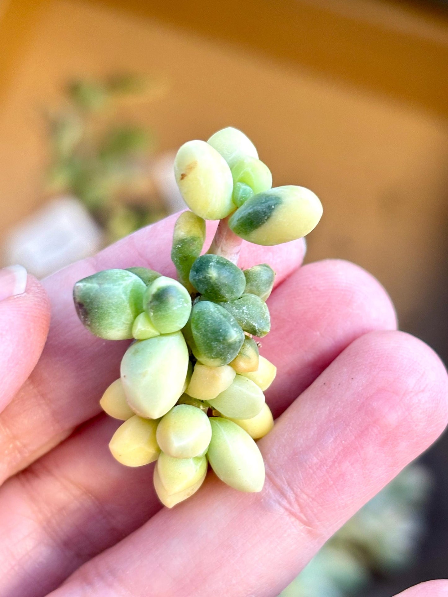 Pachyphytum compactum variegated | Live Succulent Plant | Echeveria Cluster | Rare Imported Echeveria | Imported Plants